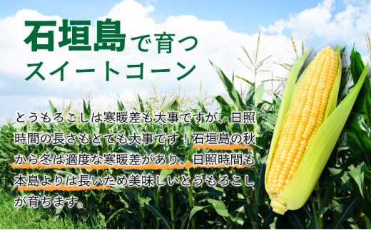 【先行予約2025年12月-2026年4月】 1番遅くて1番早い⁉ 朝採れプレミアムスイートコーンを皮付きのまま８本お届け！！