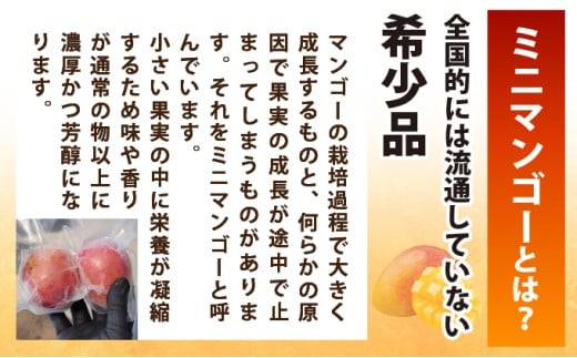 《8月以降順次発送》最高糖度20度！？冬眠ミニマンゴーと完熟パイン4種のジュース　よくばり詰め合わせ