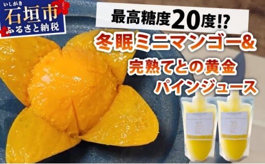《8月以降順次発送》最高糖度20度！？冬眠ミニマンゴーと完熟てとの黄金パインジュース