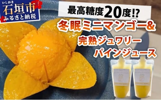 《8月以降順次発送》最高糖度20度！？冬眠ミニマンゴーと完熟ジュワリーパインジュース