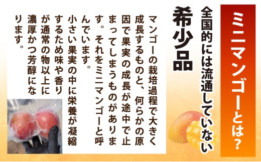 《8月以降順次発送》最高糖度20度！？冬眠ミニマンゴーと完熟ジュワリーパインジュース