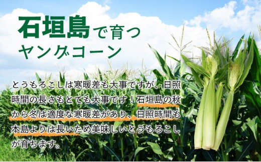 【先行予約2025年12月-2026年4月】 1番遅くて1番早い⁉ 朝採れプレミアムヤングコーンを皮付きのまま20本お届け！！