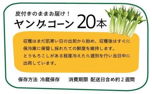 【先行予約2025年12月-2026年4月】 1番遅くて1番早い⁉ 朝採れプレミアムヤングコーンを皮付きのまま20本お届け！！