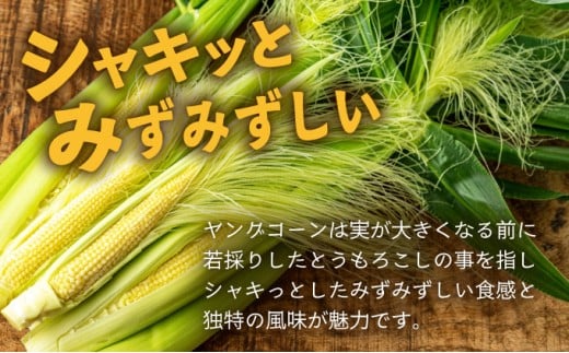 【先行予約2025年12月-2026年4月】 1番遅くて1番早い⁉ 朝採れプレミアムヤングコーンを皮付きのまま20本お届け！！