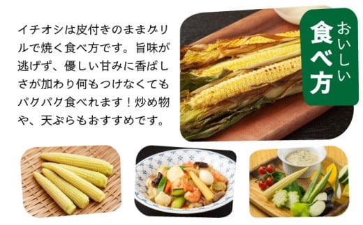 【先行予約2025年12月-2026年4月】 1番遅くて1番早い⁉ 朝採れプレミアムヤングコーンを皮付きのまま20本お届け！！