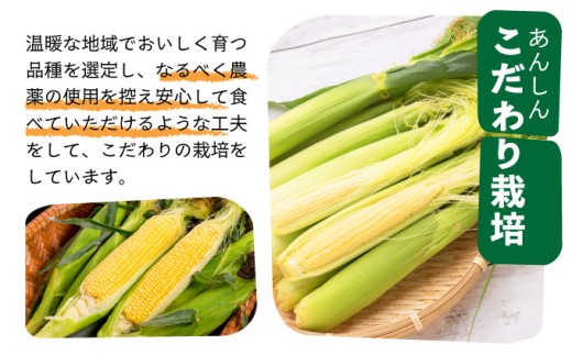 【先行予約2025年12月-2026年4月】 1番遅くて1番早い⁉ 朝採れプレミアムヤングコーンを皮付きのまま30本お届け！！