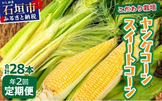 【先行予約2026年1月-5月配送】1番遅くて1番早い⁉ プレミアムヤングコーンとスイートコーンのよくばり定期便！！朝採れを皮付きのままお届け！！