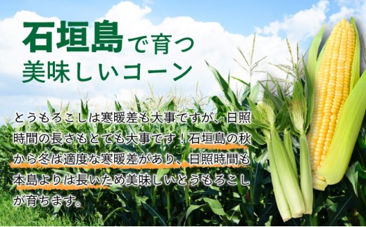 【先行予約2027年1月-5月配送】1番遅くて1番早い⁉ プレミアムヤングコーンとスイートコーンのよくばり定期便！！朝採れを皮付きのままお届け！！