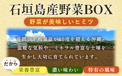 【6回定期便】沖縄県 石垣島の野菜・フルーツBOX ≪野菜4～5種類、フルーツ1~2種類≫（1箱×6回）じょーとーまーさん(とても美味しい) 石垣島の野菜とフルーツの詰め合わせセットをお楽しみください！！｜沖縄 石垣島 直送 旬 果物 フルーツ 新鮮 島野菜 野菜セット 詰め合わせ 定期便 CK-6