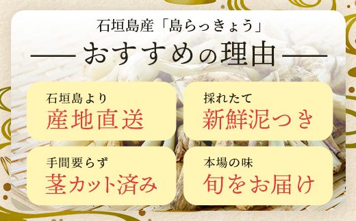 石垣島産 島らっきょう4000g 《2025年3月上旬～順次発送予定》｜沖縄 石垣 野菜 らっきょう 島らっきょう 4kg 産地直送 SI-103