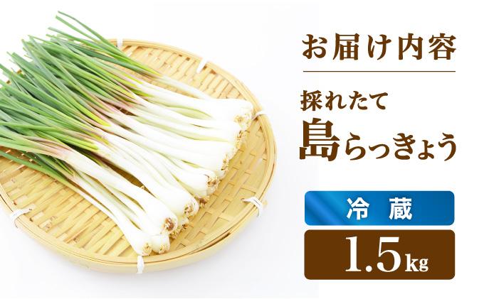 ≪2026年2月下旬～5月下旬発送≫採れたて島らっきょう 1.5kg 【 沖縄県 石垣市 野菜 らっきょう 島らっきょう おつまみ 採れたて 料理 漬物 天ぷら おかぴ農園 産地直送 】OK-02