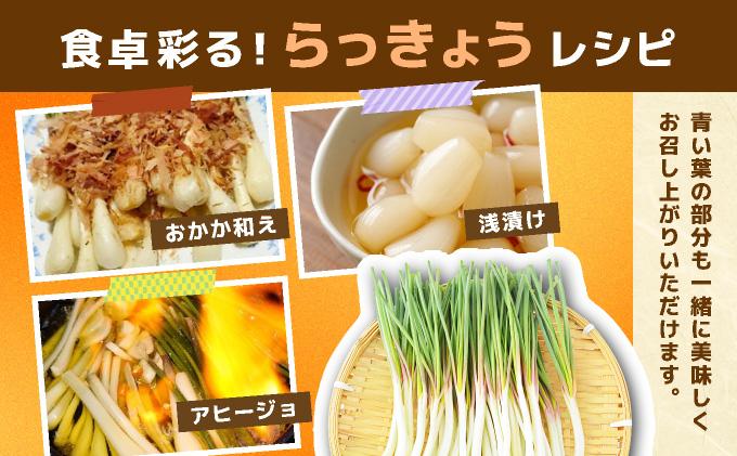 ≪2026年2月下旬～5月下旬発送≫採れたて島らっきょう 1.5kg 【 沖縄県 石垣市 野菜 らっきょう 島らっきょう おつまみ 採れたて 料理 漬物 天ぷら おかぴ農園 産地直送 】OK-02