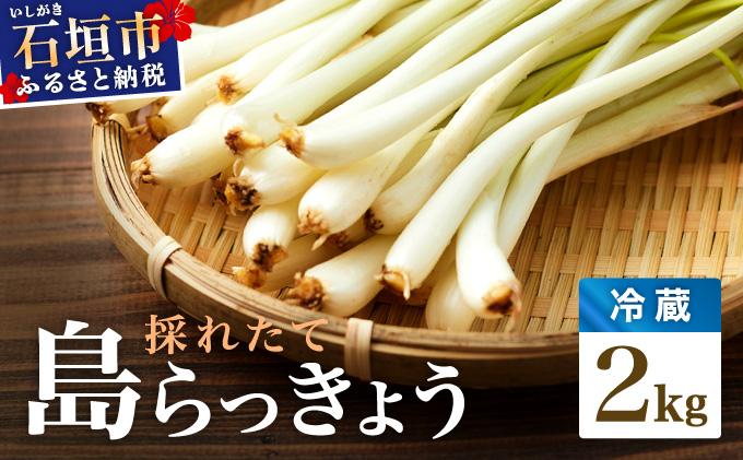 ≪2026年2月下旬～5月下旬発送≫採れたて島らっきょう 2kg 【 沖縄県 石垣市 野菜 らっきょう 島らっきょう おつまみ 採れたて 料理 漬物 天ぷら おかぴ農園 産地直送 】OK-03