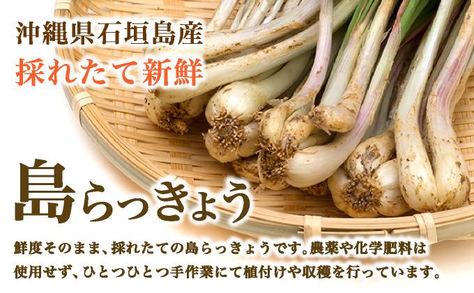 ≪2026年2月下旬～5月下旬発送≫採れたて島らっきょう 2kg 【 沖縄県 石垣市 野菜 らっきょう 島らっきょう おつまみ 採れたて 料理 漬物 天ぷら おかぴ農園 産地直送 】OK-03