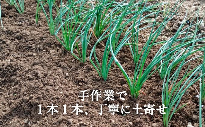 ≪2026年2月下旬～5月下旬発送≫採れたて島らっきょう 2kg 【 沖縄県 石垣市 野菜 らっきょう 島らっきょう おつまみ 採れたて 料理 漬物 天ぷら おかぴ農園 産地直送 】OK-03