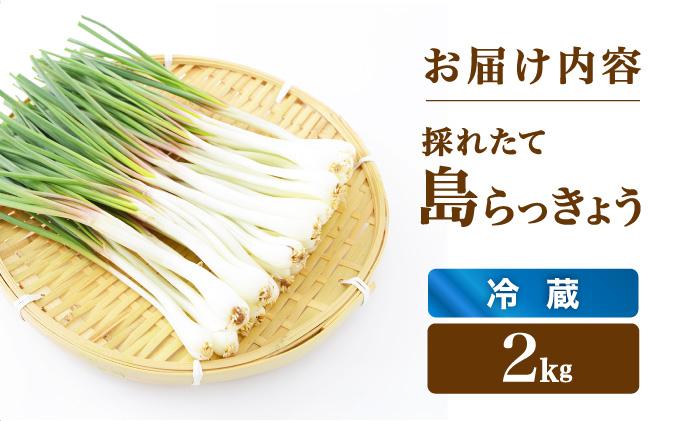 ≪2026年2月下旬～5月下旬発送≫採れたて島らっきょう 2kg 【 沖縄県 石垣市 野菜 らっきょう 島らっきょう おつまみ 採れたて 料理 漬物 天ぷら おかぴ農園 産地直送 】OK-03