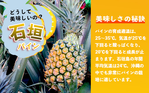 【先行予約】《2025年5月上旬頃より順次発送》石垣島産 スナックパイン (6玉 約6kg) 【 産地直送 沖縄 石垣 パイナップル フルーツ 】TP-9-1