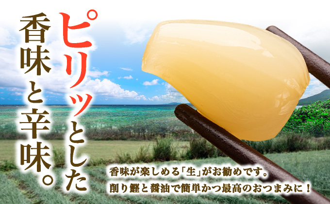 ≪2026年2月下旬〜5月下旬発送≫採れたて島らっきょう 500g【 沖縄県 石垣市 野菜 らっきょう 島らっきょう おつまみ 採れたて 料理 漬物 天ぷら おかぴ農園 産地直送 】OK-01