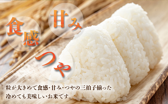 【石垣島産】日本最南端の日本一早い新米（清衛門）5kg×1袋 TN-02