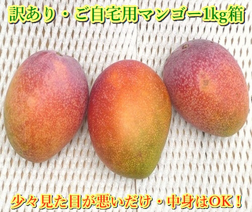 【予約受付】石垣島産 《訳あり・ご自宅用マンゴー》 約1kg エコ箱入り（2～4個入り）2025年6月末〜7月下旬発送 SI-29-2