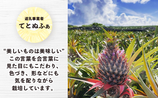 【マツコの知らない世界で絶賛！】《2025年4月以降発送》【先行予約】パイナップル好きにおすすめ！満足のパイナップル2品種定期便【 沖縄 石垣 ピーチ ホワイトココ パイン パイナップル 完熟 セット フルーツ デザート 食べ比べ 定期便 TV テレビ 紹介 マツコ 】 TF-35