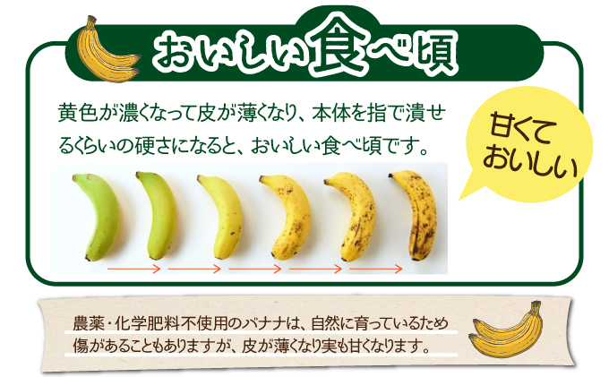 希少！こだわりの水を使い「森ような畑」で栽培する、仲原さんのバナナ【 沖縄県石垣市 沖縄 石垣 石垣島 石垣島産 バナナ ばなな 農薬不使用 化学肥料不使用 離島のいいもの 沖縄いいもの石垣島 】OI-16