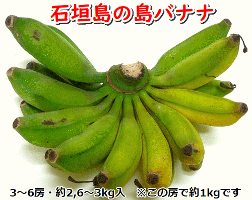石垣島の島バナナ、3～6房（約2,6～3kg前後入り）爽やか酸味のスッキリ系バナナ、少し冷やしてもイイんです！　SI-34