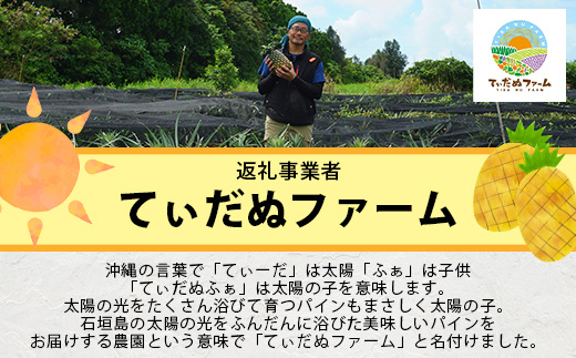 【2025年6月上旬より順次発送予定】最高級パイン ゴールドバレル2~3玉(約3kg)セット【 沖縄 石垣 パイナップル パイン ゴールド バレル 高級 セット 】TD-1-1