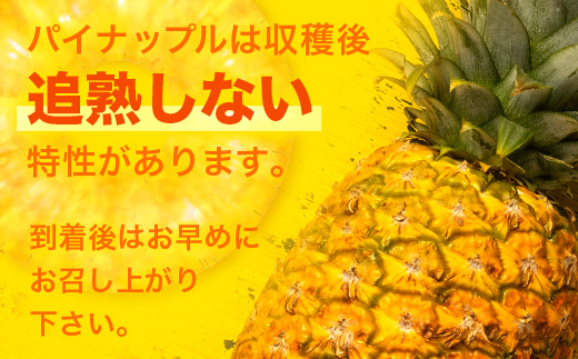 【予約受付】ポコットパイン1ｋｇ（1～2玉）お勧め♪川平パイン《2025年5月～7月頃順次発送》KN-3