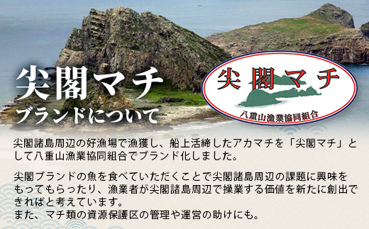 【予約受付】【3月以降順次発送】高級ブランド魚 尖閣赤マチ 1～2尾 合計約2kg 下処理済 【沖縄三大高級魚】尖閣諸島 刺身 焼魚 煮物 鮮魚 冷凍 ムニエル 天然 洋食 和食 白身魚 高級魚 GK-2