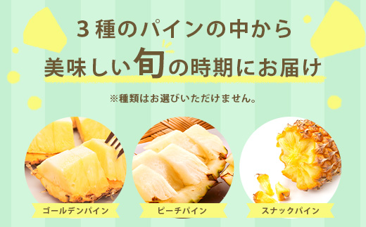 石垣島産パイナップル　2～6個　約3kg《2024年5月～8月上旬から順次発送》 KP-14