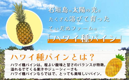 《2025年7月上旬頃より順次発送》【予約受付】石垣島産 ハワイ種パイン 2～3個セット 約3㎏【 産地直送 石垣島産 石垣 完熟 パイン パイナップル 】TD-6