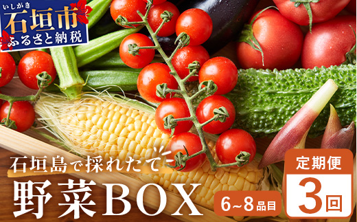 石垣島産 野菜BOX【３回定期便】（６~８種類）季節ごとに野菜パワーをあなたに！！CK-2【野菜セット おまかせセット 旬 季節のお野菜 旬の野菜セット 詰め合わせ 定期便３回 定番野菜 島野菜 沖縄県 石垣市 石垣島 石垣 】