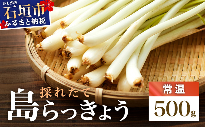 ≪2026年2月下旬〜5月下旬発送≫採れたて島らっきょう 500g【 沖縄県 石垣市 野菜 らっきょう 島らっきょう おつまみ 採れたて 料理 漬物 天ぷら おかぴ農園 産地直送 】OK-01