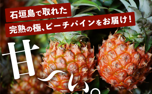 《2025年4月以降順次発送》【先行予約】最高糖度20度！？ 完熟の極 石垣島産パイナップル ピーチパイン3個セット【 沖縄 石垣島 石垣 八重山 パイン ピーチパイン 期間限定 数量限定 沖縄県 石垣島産 】TF-1-1