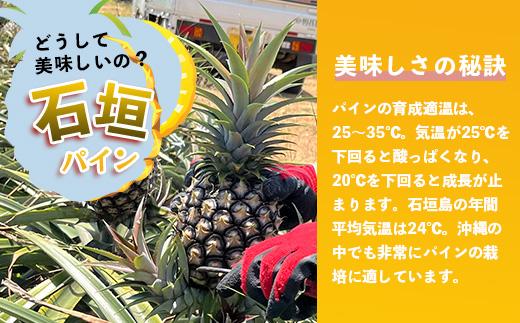 【先行予約】《2025年5月上旬頃より順次発送》石垣島産 ピーチパイン (6玉 約5㎏) 【 産地直送 沖縄 石垣 パイナップル フルーツ 】石垣さんちの石垣トロピカルファーム TP-12