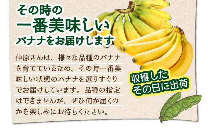 希少！こだわりの水を使い「森ような畑」で栽培する、仲原さんのバナナ【 沖縄県石垣市 沖縄 石垣 石垣島 石垣島産 バナナ ばなな 農薬不使用 化学肥料不使用 離島のいいもの 沖縄いいもの石垣島 】OI-16