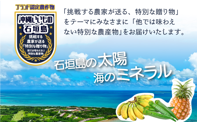 希少！こだわりの水を使い「森ような畑」で栽培する、仲原さんのバナナ【 沖縄県石垣市 沖縄 石垣 石垣島 石垣島産 バナナ ばなな 農薬不使用 化学肥料不使用 離島のいいもの 沖縄いいもの石垣島 】OI-16