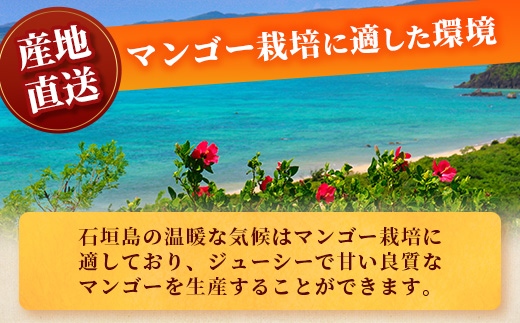 【予約受付】 石垣島産マンゴー 贈答用 (アーウィン種) 2~3玉 合計約1kg《2025年6月中旬より順次発送》【 産地直送 沖縄県 石垣市 石垣島 贈答用マンゴー マンゴー アーウィン JA 】AE-5-1