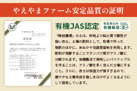 【予約受付】石垣島産　有機パイナップル・ボゴール種 3玉（約2.8kg前後）〈常温〉《６月上旬～順次発送予定》｜パイナップル パインアップル 石垣島パイン フルーツ 果物 くだもの 南国フルーツ 国産パイン　E-41