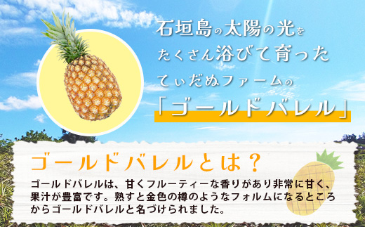 【2025年6月上旬より順次発送予定】最高級パイン ゴールドバレル2~3玉(約3kg)セット【 沖縄 石垣 パイナップル パイン ゴールド バレル 高級 セット 】TD-1-1