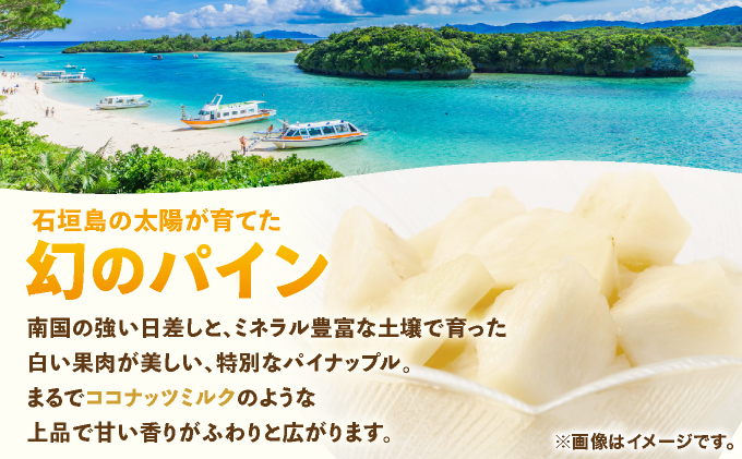 ≪6月上旬順次発送≫ 石垣島産パイナップル　ホワイトココ　3玉（約3kg）