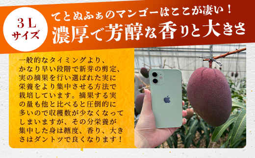 《2025年6月下旬～7月下旬発送》【先行予約】最高糖度20度！？ 完熟！3Lサイズ 石垣島マンゴー 2玉約900g【 沖縄 石垣島 石垣 八重山 マンゴー 完熟マンゴー 期間限定 数量限定 】TF-5-1