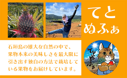 《2025年5月以降順次発送》完熟ジュワリーパイン果汁100％！！の濃厚ジュース300ml×3パックをお届け！【 沖縄県 石垣 完熟 パイン パイナップル ジュワリー 果汁 100％ 】TF-42