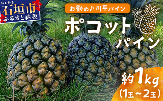 【予約受付】ポコットパイン1ｋｇ（1～2玉）お勧め♪川平パイン《2025年5月～7月頃順次発送》KN-3