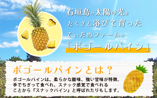 《2025年5月上旬頃より順次発送》【予約受付】石垣島産 ボゴールパイン 3～4個セット 約3㎏【産地直送 石垣島産 石垣 完熟 パイン パイナップル スナックパイン ボゴール 】TD-3