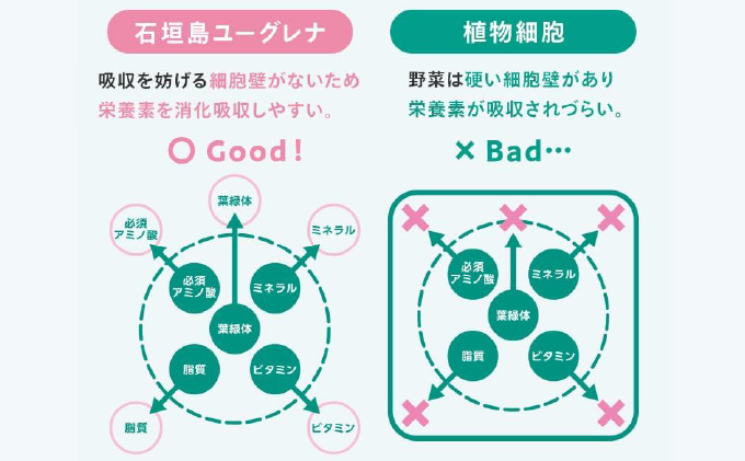 ããã ã«ãŠãŒã°ã¬ã ã°ãªãŒã³ããŠããŒä¹³é
žè YG-6-1