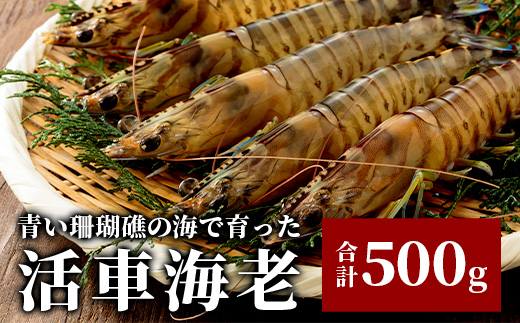 活車えび 500g【季節限定】25尾前後 沖縄県 石垣島 石垣市 活き くるまえび 車エビ BE-4