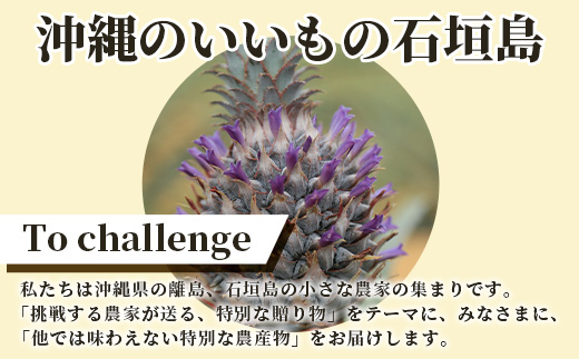 《2025年4月～7月順次発送》【先行受付】希少！濃厚！「枝先完熟・てのひらピーチパイン」【産地直送 沖縄県 石垣島 農家直送 パイン フルーツ 離島のいいもの 沖縄いいもの石垣島 】OI-2