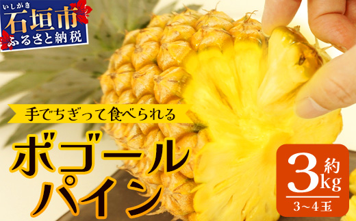 《2025年5月上旬頃より順次発送》【予約受付】石垣島産 ボゴールパイン 3～4個セット 約3㎏【産地直送 石垣島産 石垣 完熟 パイン パイナップル スナックパイン ボゴール 】TD-3